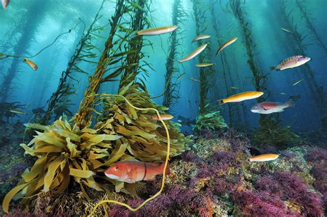 Did the First Americans Take a Ride on the Kelp Highway? – National ...