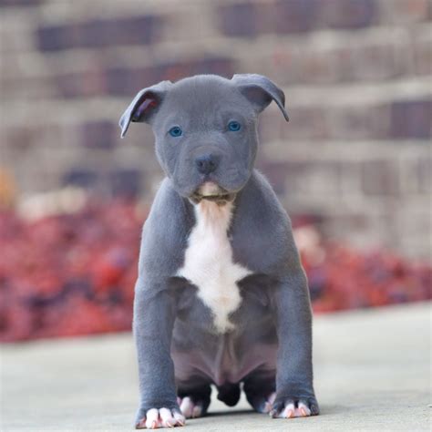 legacy-memphis-blue-female-2-DSC_2858 copy - Blue Nose Pitbull Puppies for sale | Blue Pitbull ...