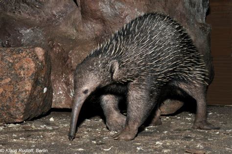 Western long beaked echidna - Alchetron, the free social encyclopedia