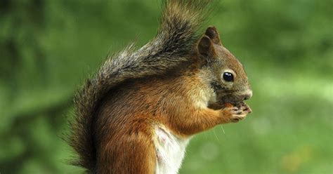 Eichhörnchen: Was tun, wenn Nester im Blumenkasten sind? | BUNTE.de