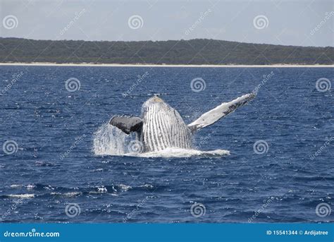 Humpback Whale Breaching stock photo. Image of animal - 15541344