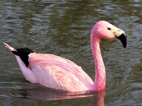 ANDEAN FLAMINGO - www.slim-bridge.co.uk | Flamingo, Pet birds, Birds