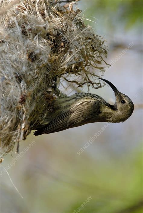 Amethyst sunbird female - Stock Image - Z892/0870 - Science Photo Library