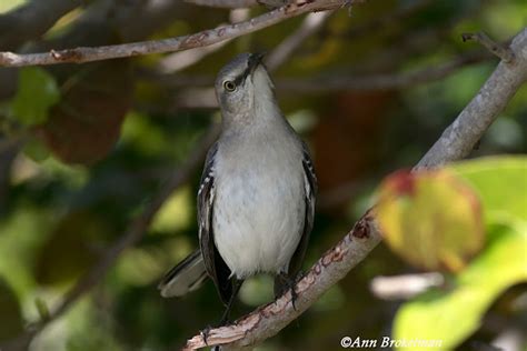 Ann Brokelman Photography: Northern Mockingbird Florida