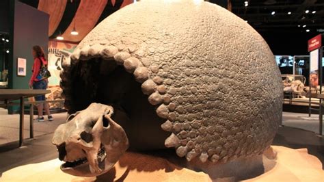 Glyptodont DNA reveals surprise about giant armadillo-like mammals ...