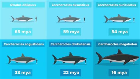 Megalodon Family Tree