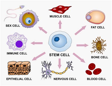 Types Of Stem Cells, HD Png Download - kindpng