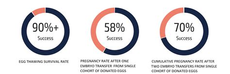 Success Rates With Donor Eggs | London Egg Bank