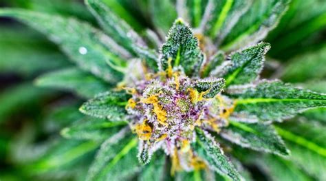 CBD 101: What Health Benefits Does CBD Flower Provide?