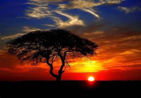 Beautiful African sunset with an Acacia tree in Namibia | African sunset, Sunset, Poster pictures