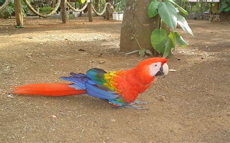 ICS-ACI used to study ancient macaw breeding - PSU Institute for Computational and Data Sciences ...