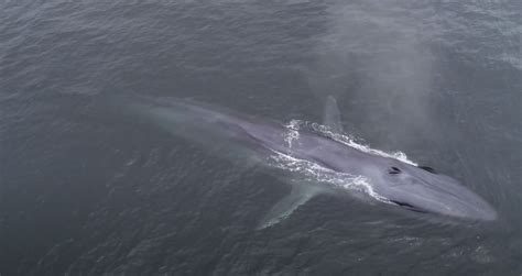 Rare hybrid whale spotted off coast of Santa Rosa Island | News Channel 3-12