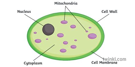 Yeast Cell Diagram Gcse ~ Structure Of Part Of The Yeast Cell Cycle Network. | Boconcwasupt