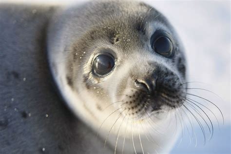 Seal Animal