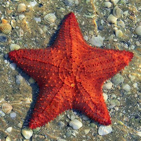 17 Characteristics of Sea Star - Habitat - Reproduction ...