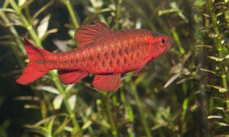 Cherry Barb (Puntius titteya): Complete Care Guides, Tank Mates, FAQs • Fishiology