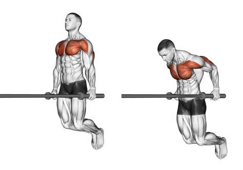 Seated Tricep Dips Muscles Worked | Elcho Table