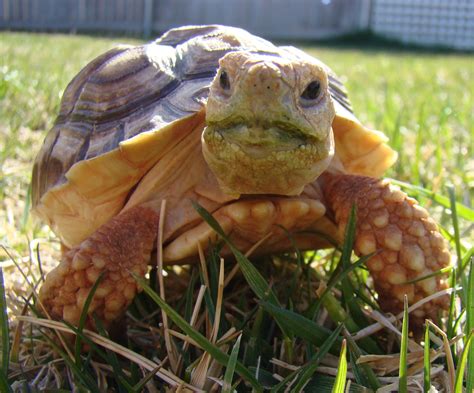 my little pet sulcata tortoise | Tortoise turtle, Sulcata tortoise, Tortoises