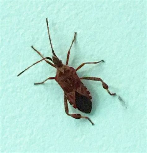 Western Conifer Seed Bug. - PEST CONTROL CANADA