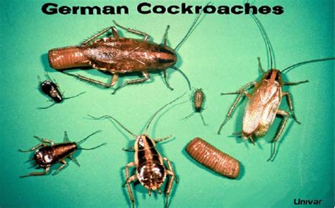 Cockroach: German Cockroach Life Cycle