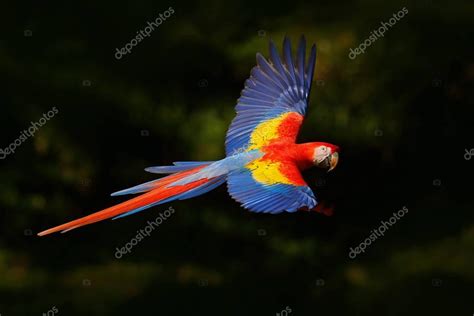 Flying scarlet macaw | Scarlet Macaw flying — Stock Photo © OndrejProsicky #139182646