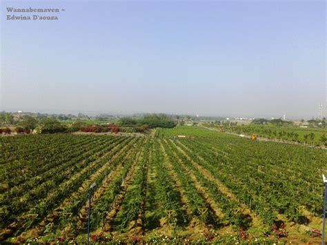 Sula Vineyards Tour: Day Trip from Mumbai ~ Wannabemaven