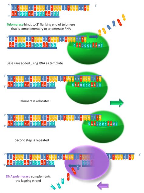 Difference Between Telomeres and Telomerase | Telomeres vs Telomerase