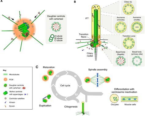 Figure 1 from Maintaining centrosomes and cilia | Semantic Scholar