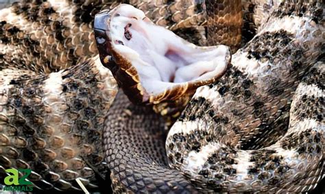 18 Snakes in Michigan: Identification Guide & Which are Venomous - AZ ...