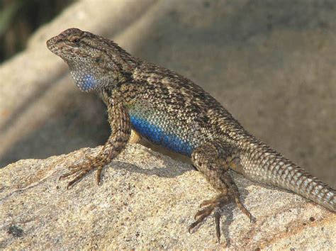 Western Fence Lizard: The Blue-Bellied Reptile