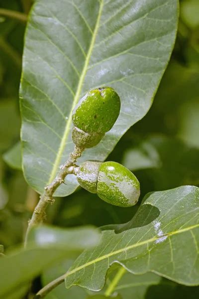 Fruits of Semecarpus anacardium Stock Photo by ©yogesh_more 57872989