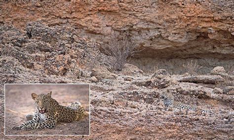 Can YOU spot the leopard camouflaged against the rocks? The Rock, Mail ...