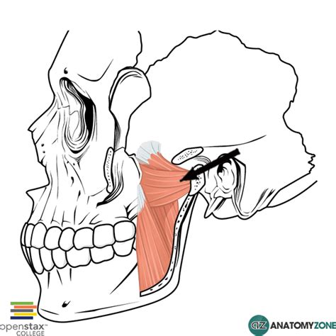 Lateral Pterygoid - AnatomyZone