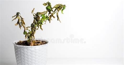 How To Revive Plants That Wilted? (Complete Guide)