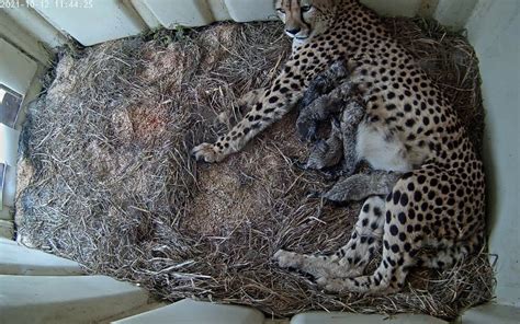 Smithsonian conservation institute welcomes 5 cheetah cubs - WTOP News