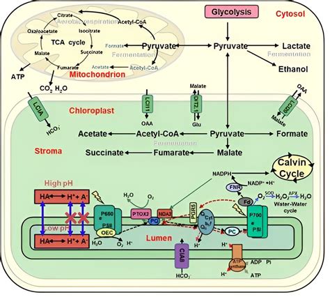 Study shows anaerobic fermentation metabolites suppress both photosynthesis and aerobic respiration