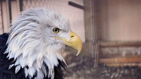 eagle HD wallpapers, Backgrounds