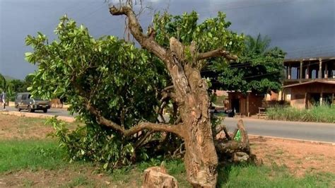 Komfo Anokye kola tree: Man denies chopping down 300-year-old tree in Ghana - BBC News