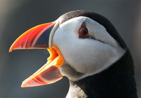 Atlantic Puffin In Scotland Stock Image - Image of bird, fratercula: 56243129