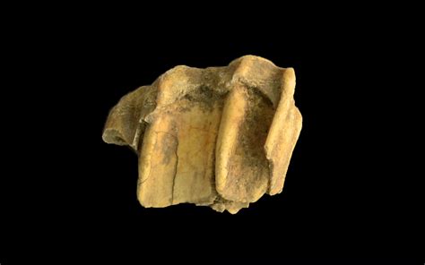 This tooth holds clues to the origins of America's horses | Popular Science