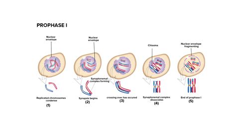 Brief about prophase I.