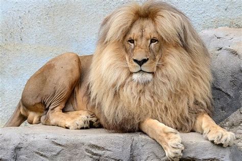 Leon the Lion Shows Off His Perfectly Styled Bouffant Locks As His Mane Attraction