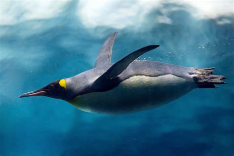 Emperor Penguin Swimming