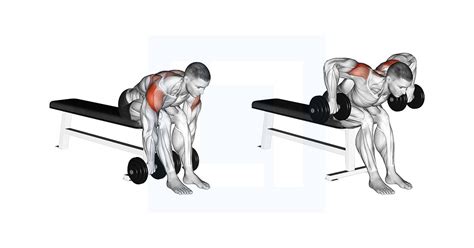 Dumbbell Seated Bent Over Rear Delt Row - Guide, Benefits, and Form