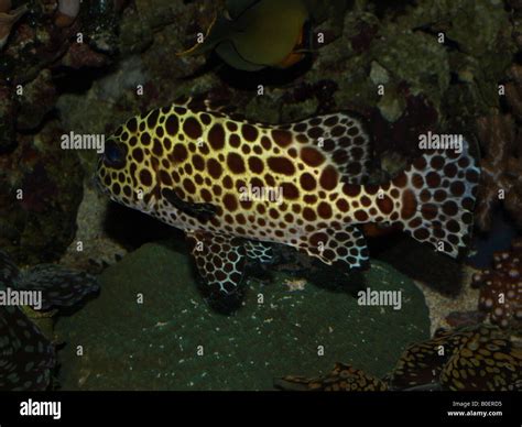 Leopard Fish High Resolution Stock Photography and Images - Alamy