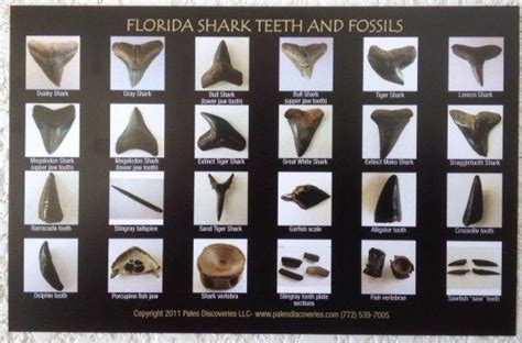 Shark Teeth and Fossils Identification Chart / Postcard ...