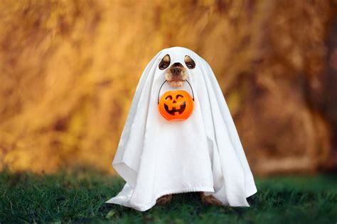 Dog Halloween Costumes: 8 Adorable Outfits for Your Furry Friend - Toast Life