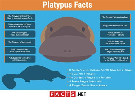 Top 17 Platypus Facts - Diet, Habitat, Appearance & More | Facts.net