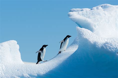 Meet the Wildlife of Antarctica