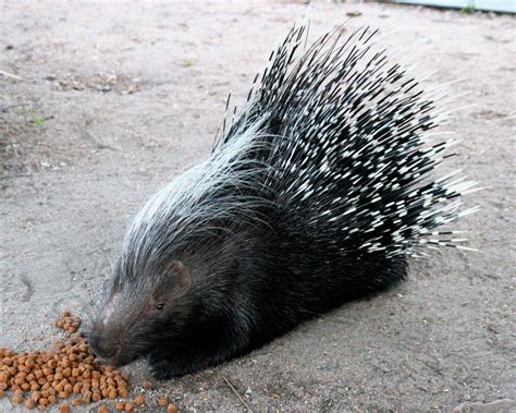 Feed our porcupine, Yster, for a year! - GlobalGiving